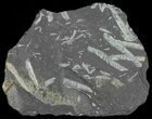 Fossil Graptolites (Didymograptus) - Great Britain #66628-1